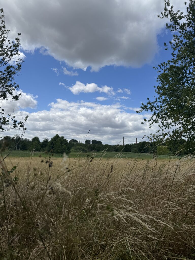 Dahmewiesen in Wildau
